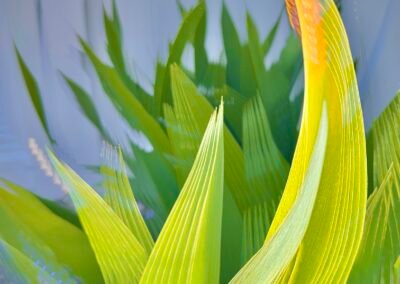 iris-leaves-baker-park